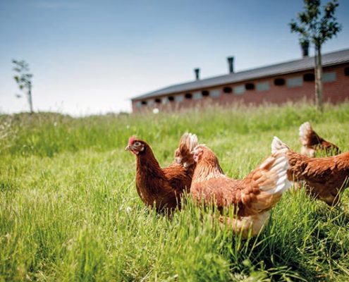 image-article-influenza